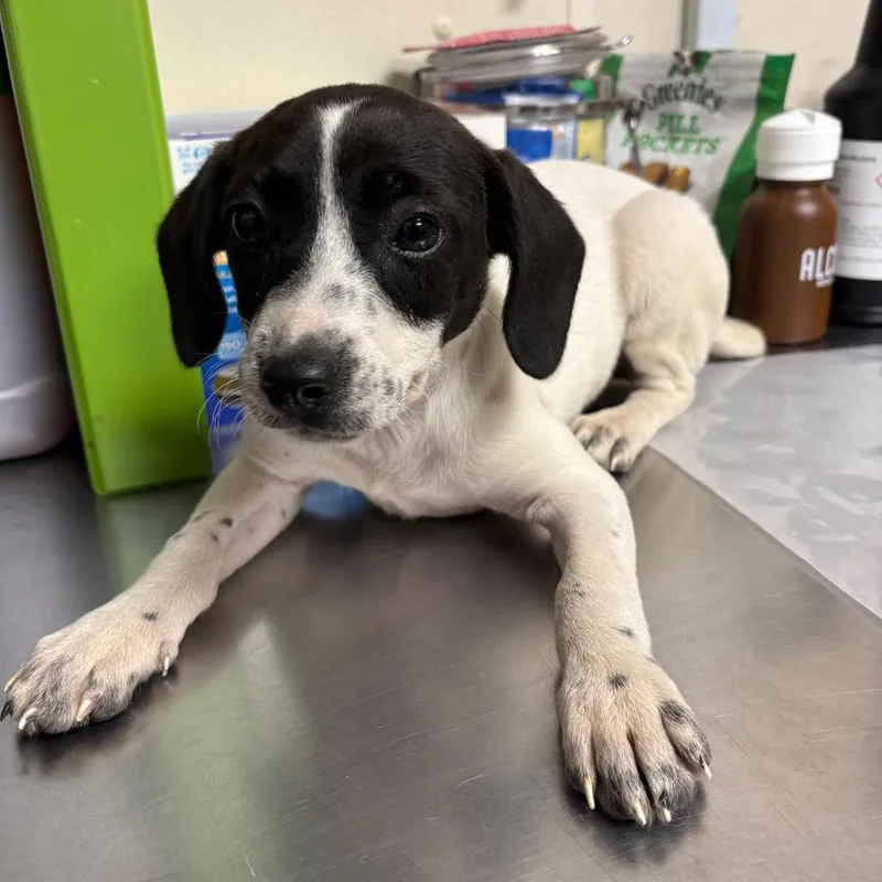 A baby small-sized female White / Cream Dachshund dog named Ramona for adoption in Bryan, TX