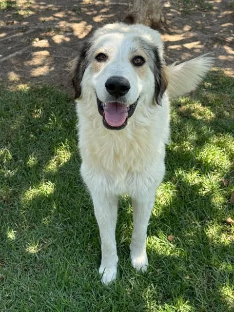 A young large-sized female Great Pyrenees dog named Emma Frost for adoption in Riverside, CA
