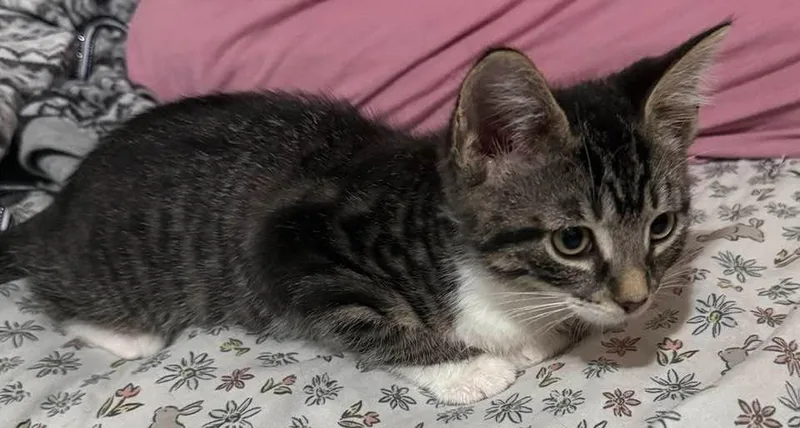 A baby small-sized female Domestic Short Hair cat named Butterbean for adoption in Kettering, OH