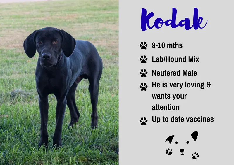 A young large-sized male Black Labrador Retriever dog named Kodak for adoption in Junction City, KS
