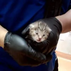 A baby small-sized female Brown / Chocolate Domestic Short Hair cat named Chicken Nugget for adoption in Pleasant Hill, CA