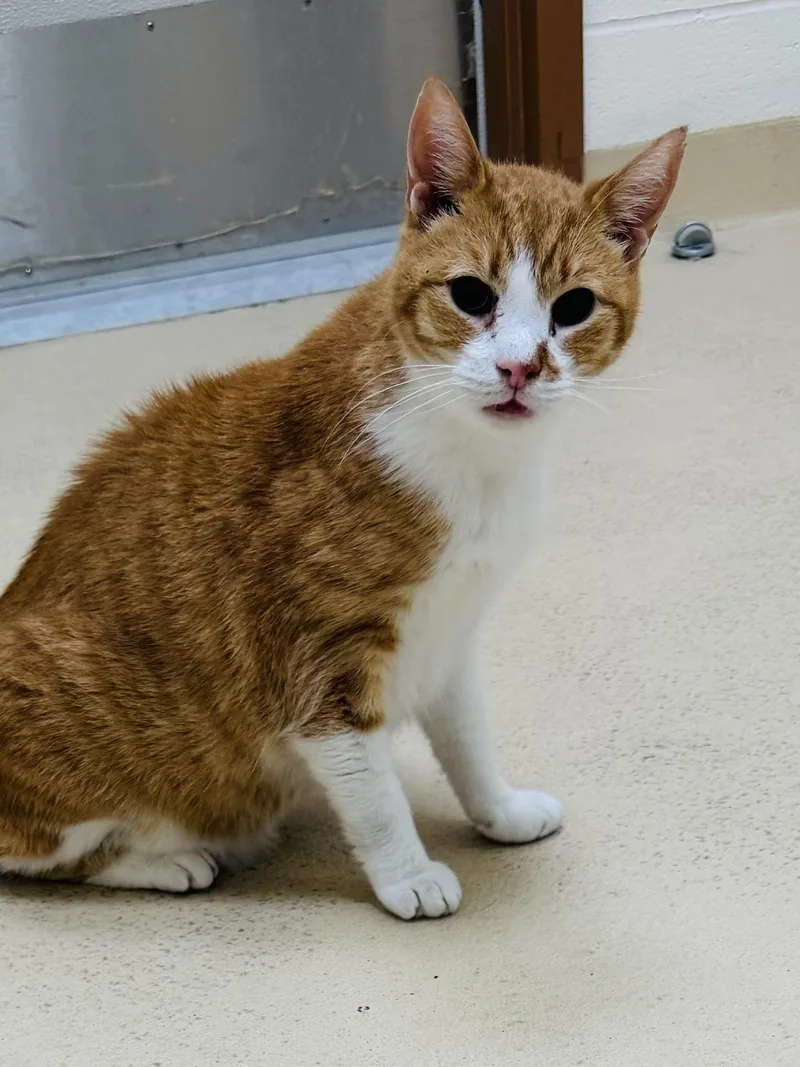 A senior medium-sized male Orange & White Tabby cat named Pumpkin for adoption in Greenwich, CT