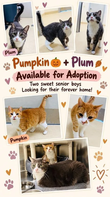 Pumpkin thumbnail 2