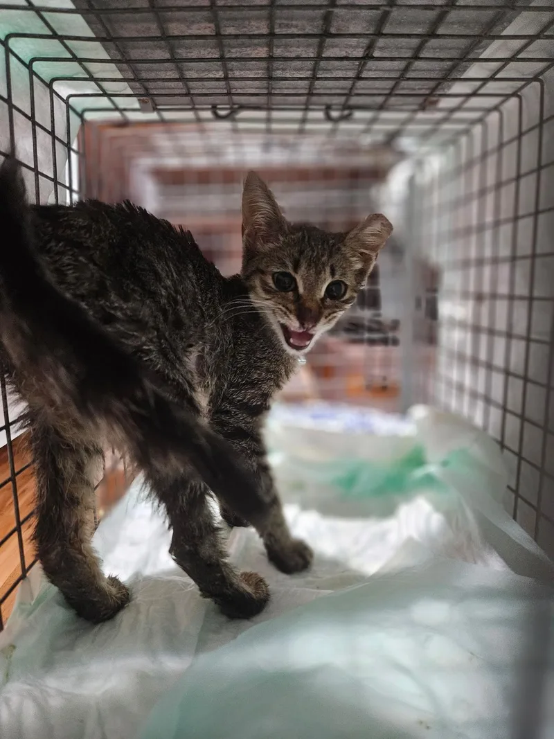 A baby small-sized female British Shorthair cat named Sally for adoption in Perth Amboy , NJ