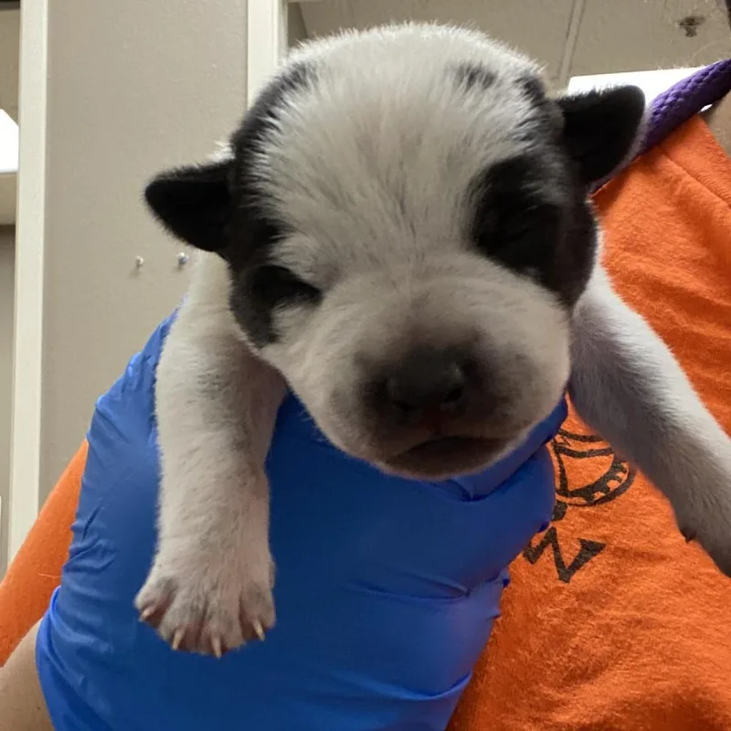 A baby large-sized male Black Cattle Dog dog named Mini_ for adoption in Westminster, CA