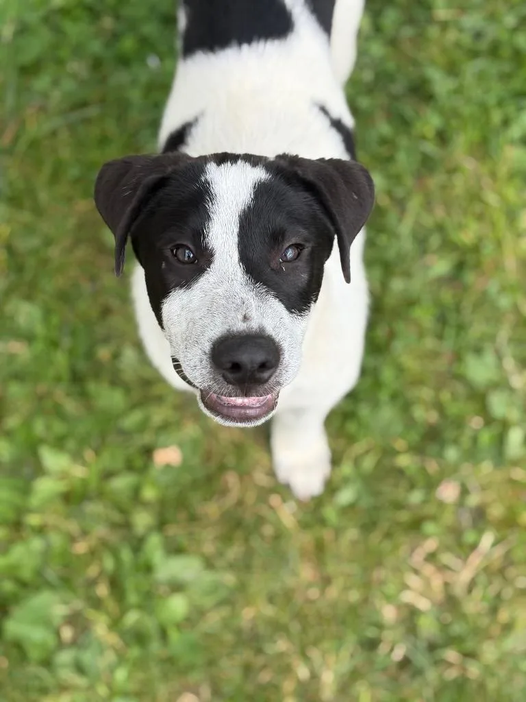 A baby large-sized male Great Pyrenees dog named Lupin for adoption in Hudson, NY
