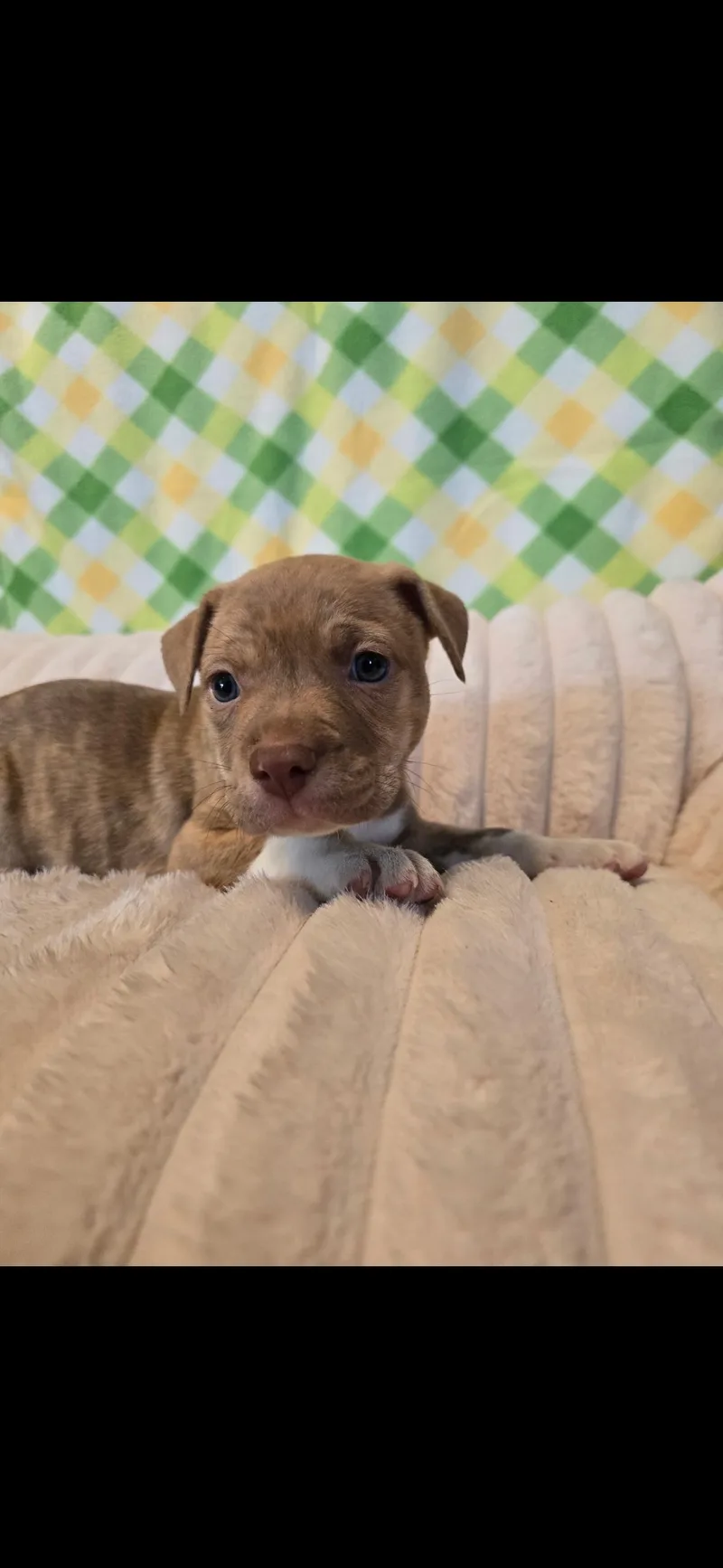 Captain America thumbnail 2