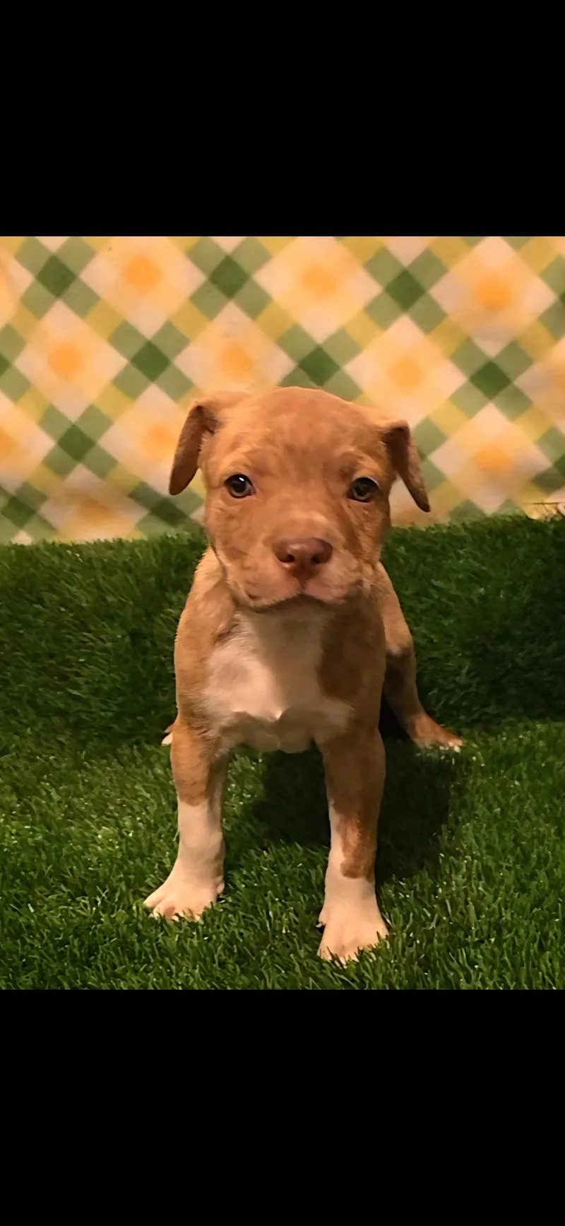 Captain America thumbnail 3