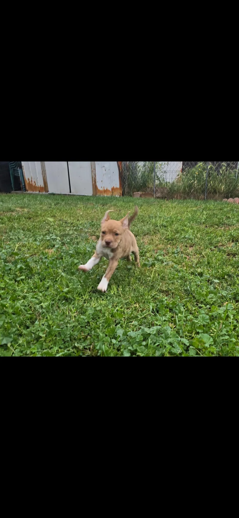 Captain America thumbnail 4