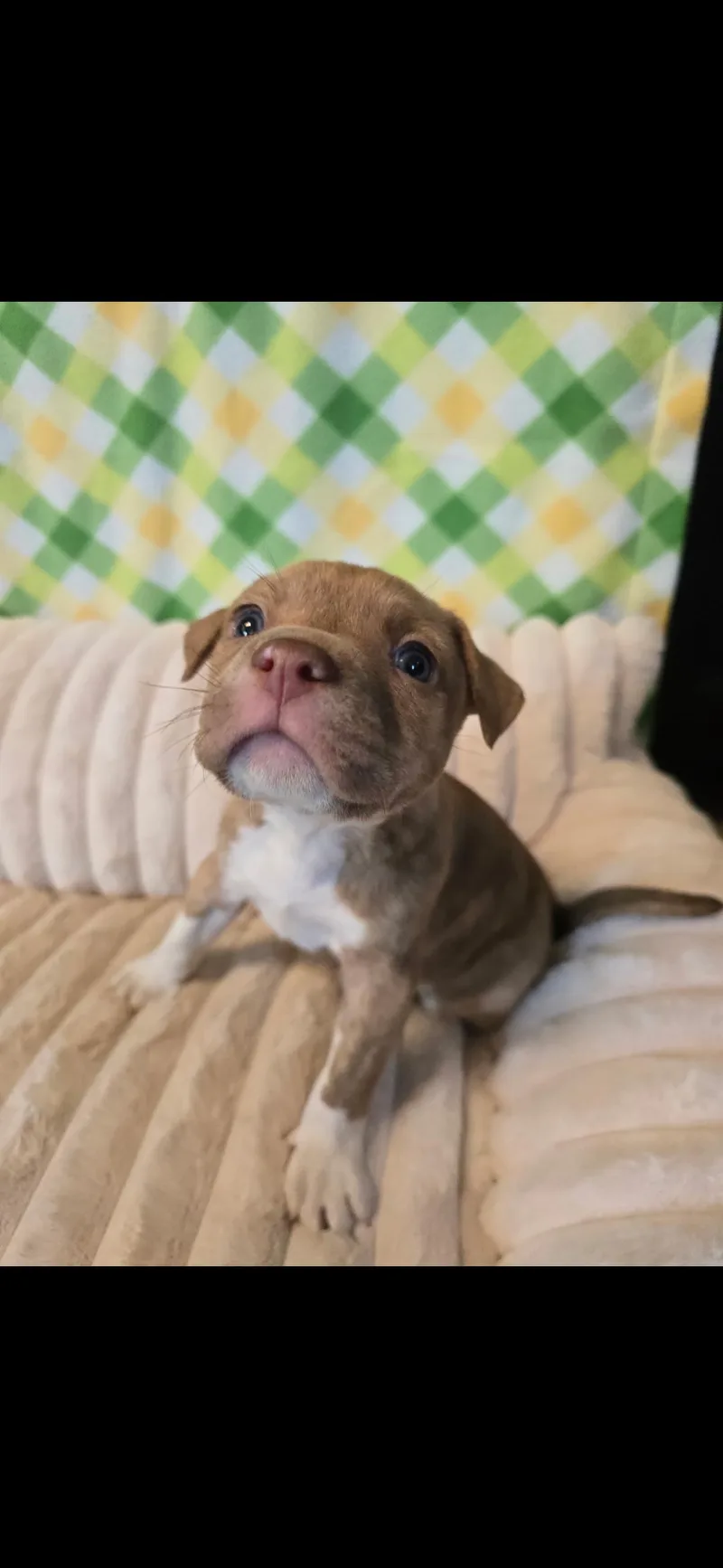 Captain America thumbnail 5