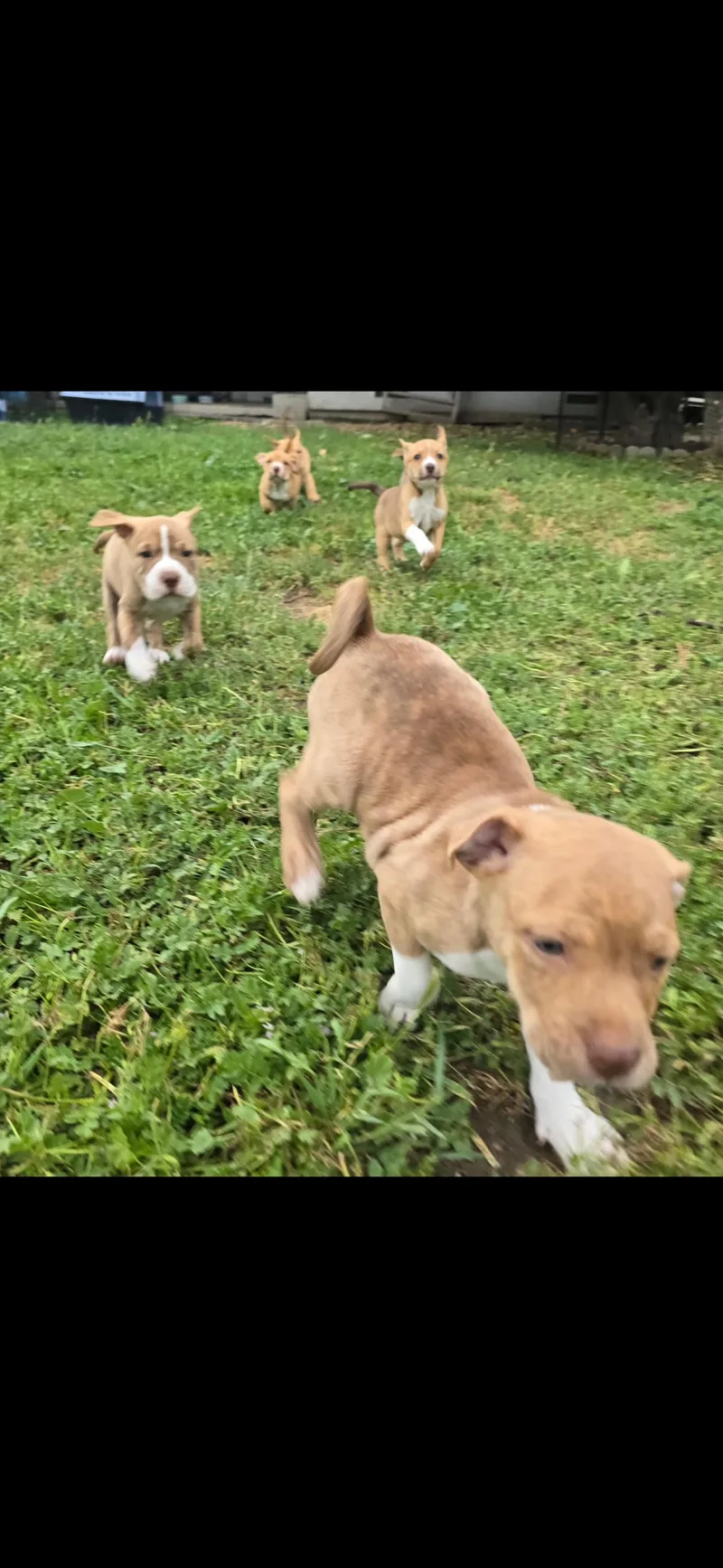 Captain America thumbnail 6