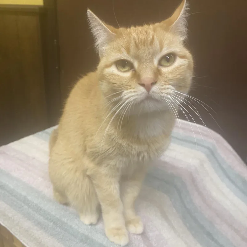 Happy  Special Needs thumbnail 3