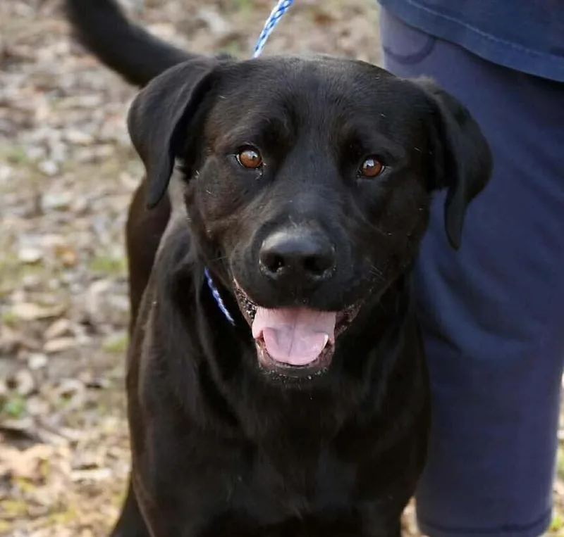 An adult large-sized male Black Labrador Retriever dog named Clyde for adoption in Long Island City, NY