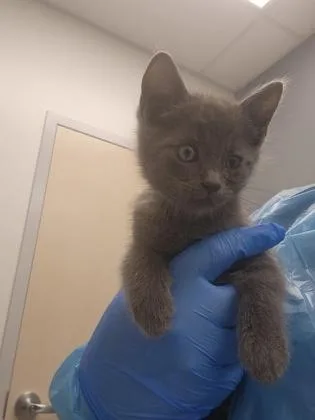 A baby small-sized male Domestic Short Hair cat named Comet for adoption in Roseville, CA