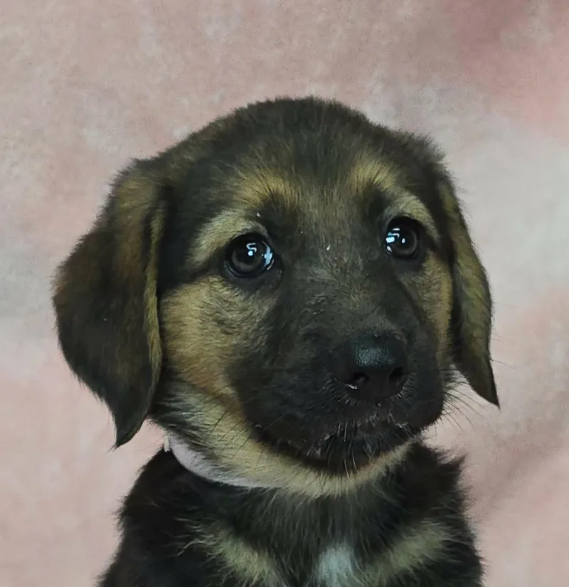 A baby medium-sized female Bicolor German Shepherd Dog dog named Aster for adoption in Newport, TN