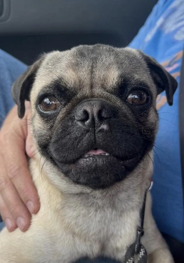 An adult small-sized male Brown / Chocolate Pug dog named Cotenstame Benji for adoption in Broomfield, CO