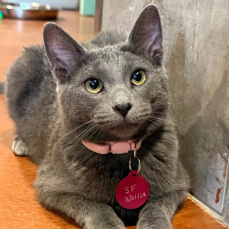 A young small-sized female Domestic Medium Hair cat named Sif for adoption in Tucson, AZ