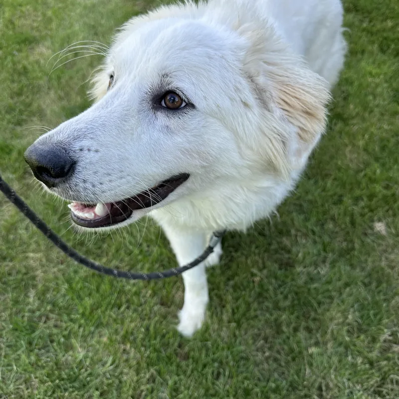 A baby large-sized male Great Pyrenees dog named Polar for adoption in Hartland, WI