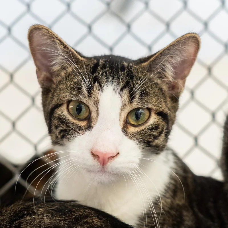 An adult large-sized male Brown / Chocolate Domestic Short Hair cat named Spuds for adoption in Birdsboro, PA