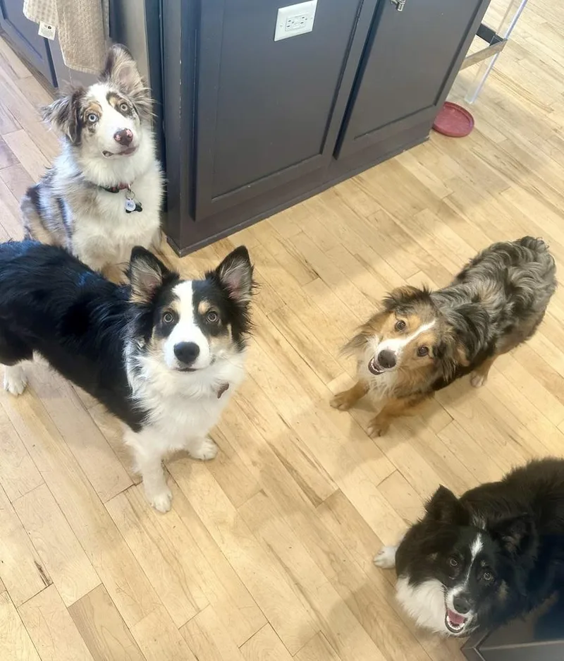 An adult medium-sized male Australian Shepherd dog named Spur ๐งก for adoption in TULSA, OK