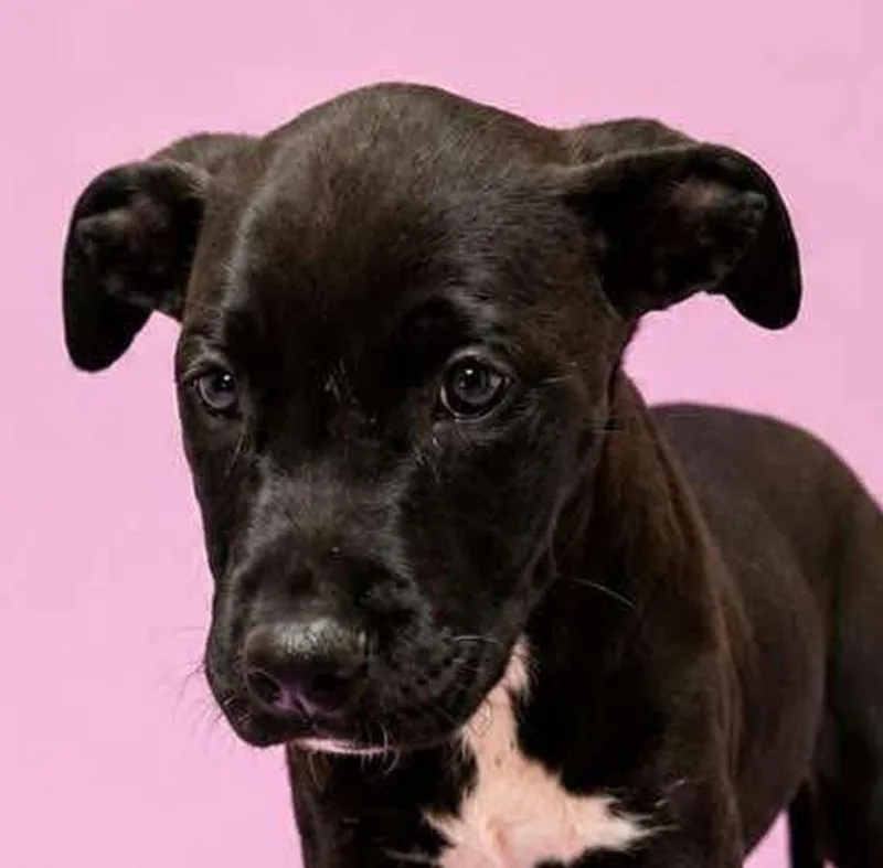 Baby Venus Puppy
