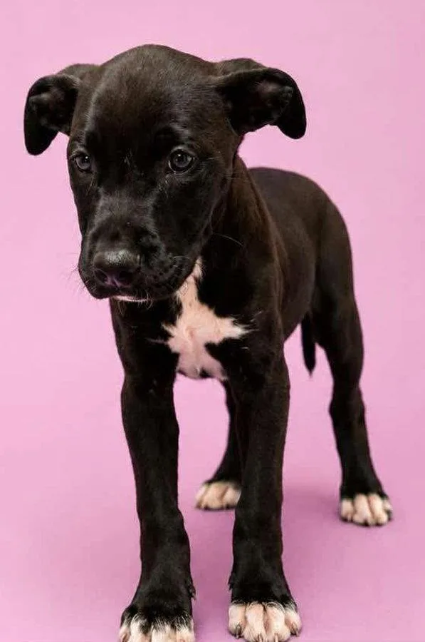 Baby Venus Puppy thumbnail 2