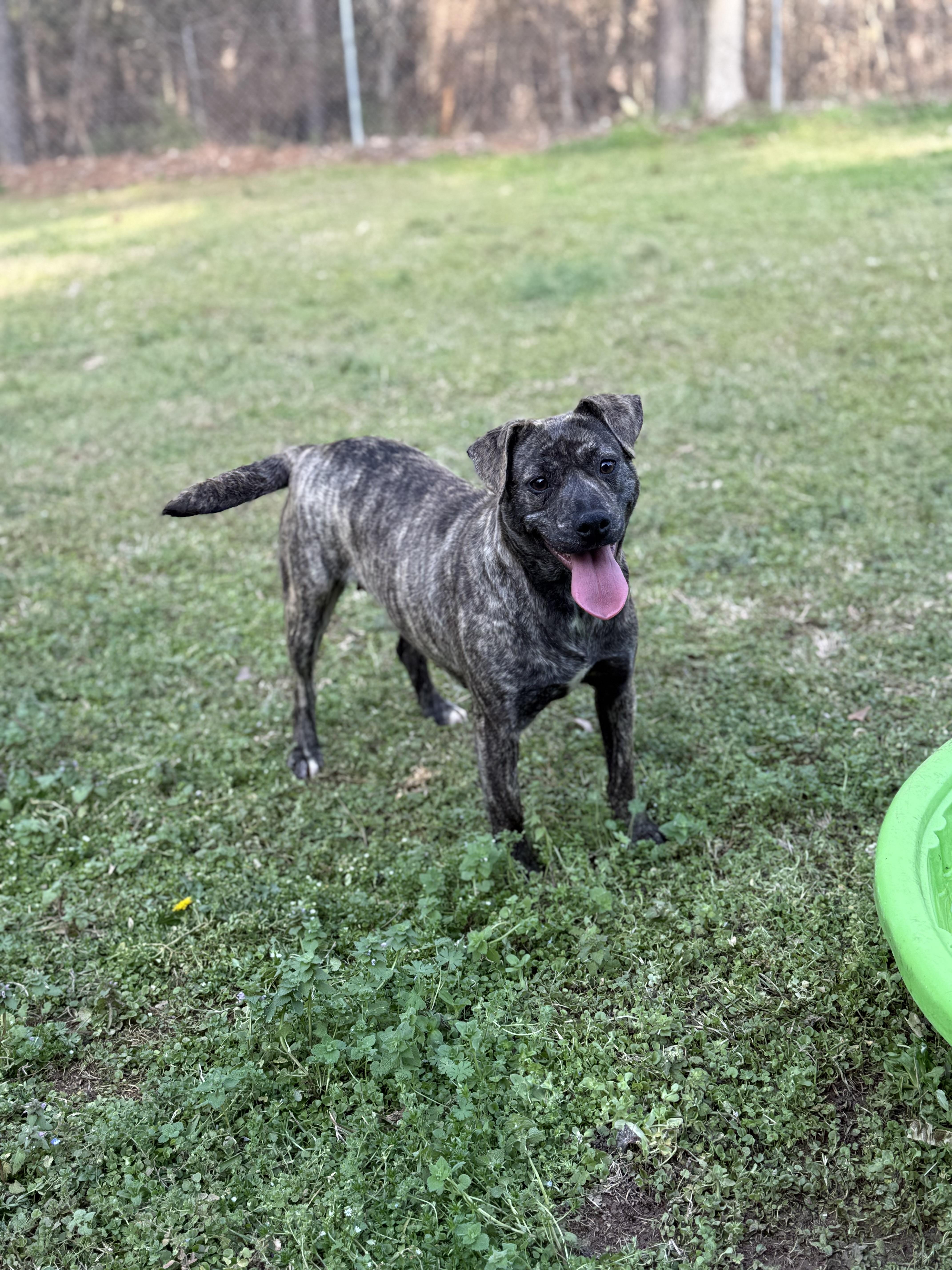 An adult medium-sized female Brindle Mixed Breed dog named Willow for adoption in Elberton, GA