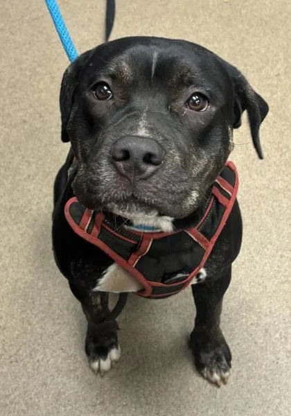 An adult large-sized female Mixed Breed dog named Nancy for adoption in Chamblee, GA