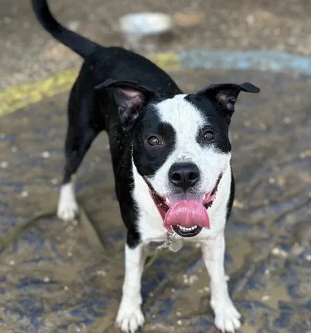 An adult large-sized male Mixed Breed dog named Bragi for adoption in Pensacola, FL