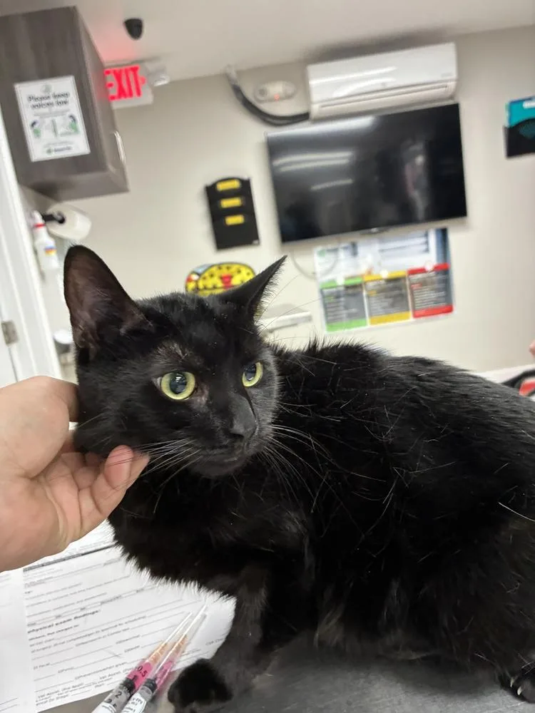 An adult medium-sized female Black Domestic Short Hair cat named Nyx for adoption in Marietta, GA