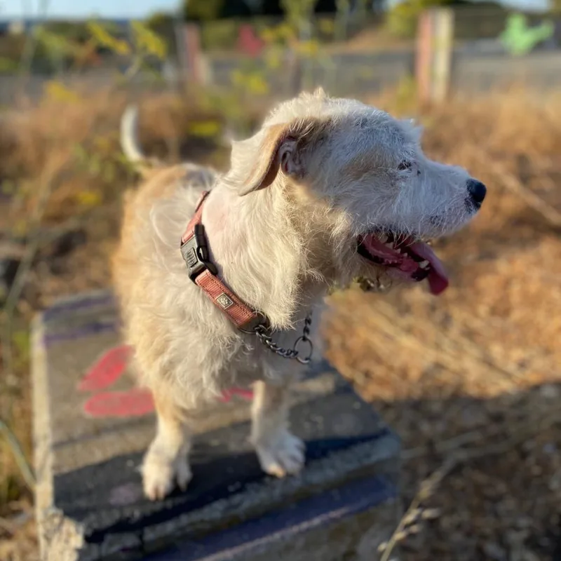 Falcor Now Conner thumbnail 2