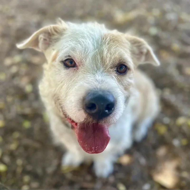 Falcor Now Conner thumbnail 3