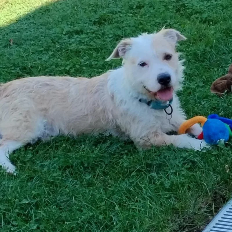 Falcor Now Conner thumbnail 4