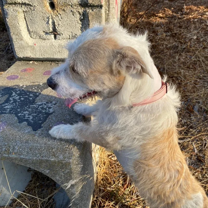 Falcor Now Conner thumbnail 6