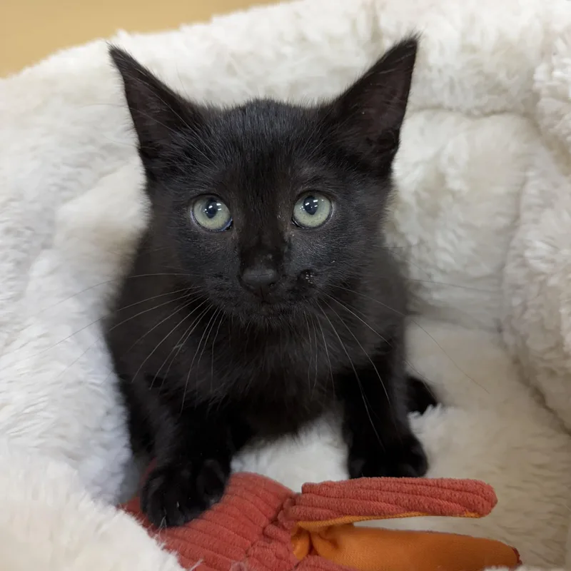 A young medium-sized male Black Domestic Short Hair cat named Blue Moon for adoption in Park Rapids, MN