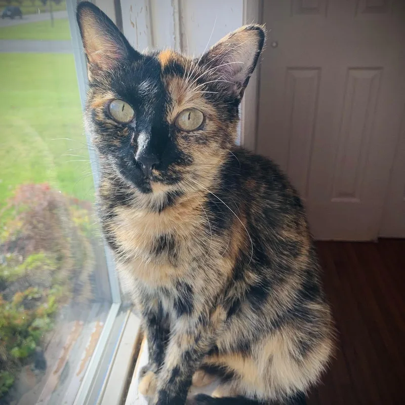 An adult medium-sized female Tortoiseshell Domestic Short Hair cat named Izzy for adoption in Buffalo, NY