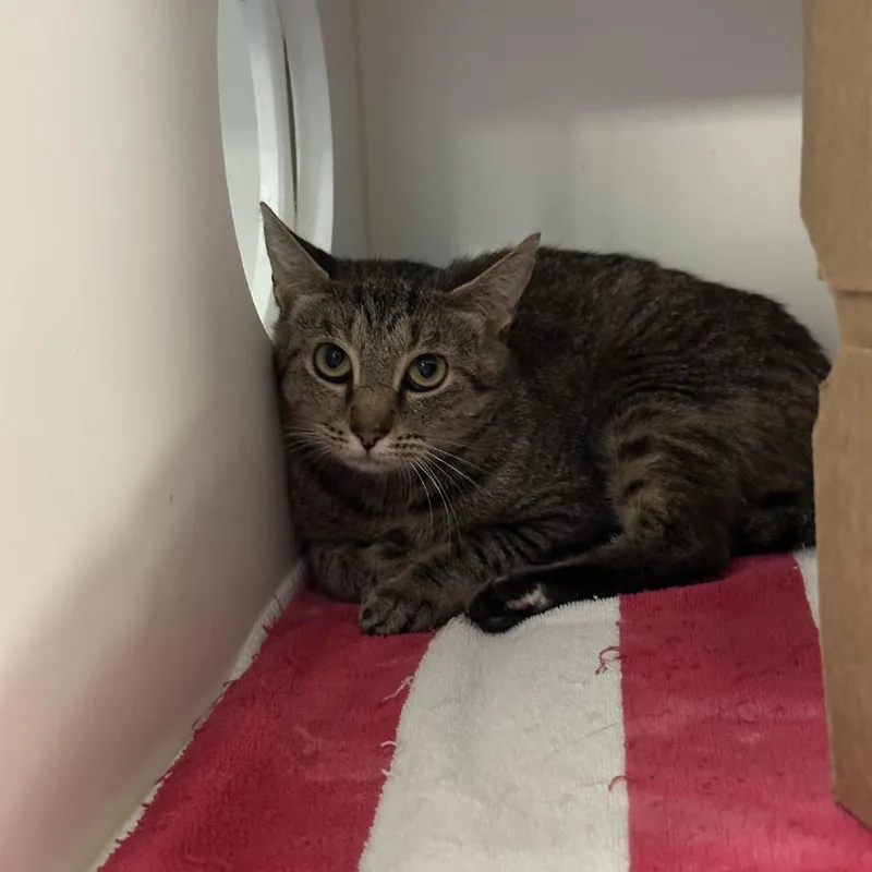 An adult medium-sized female Gray / Blue / Silver Domestic Short Hair cat named Rogue for adoption in Greensboro, NC