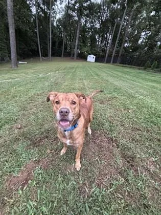 An adult large-sized female Mixed Breed dog named Darling for adoption in Chamblee, GA