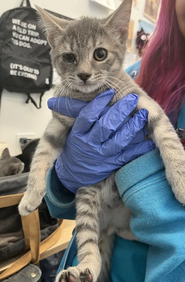 A baby small-sized male Domestic Short Hair cat named Killua for adoption in Ridgewood, NY