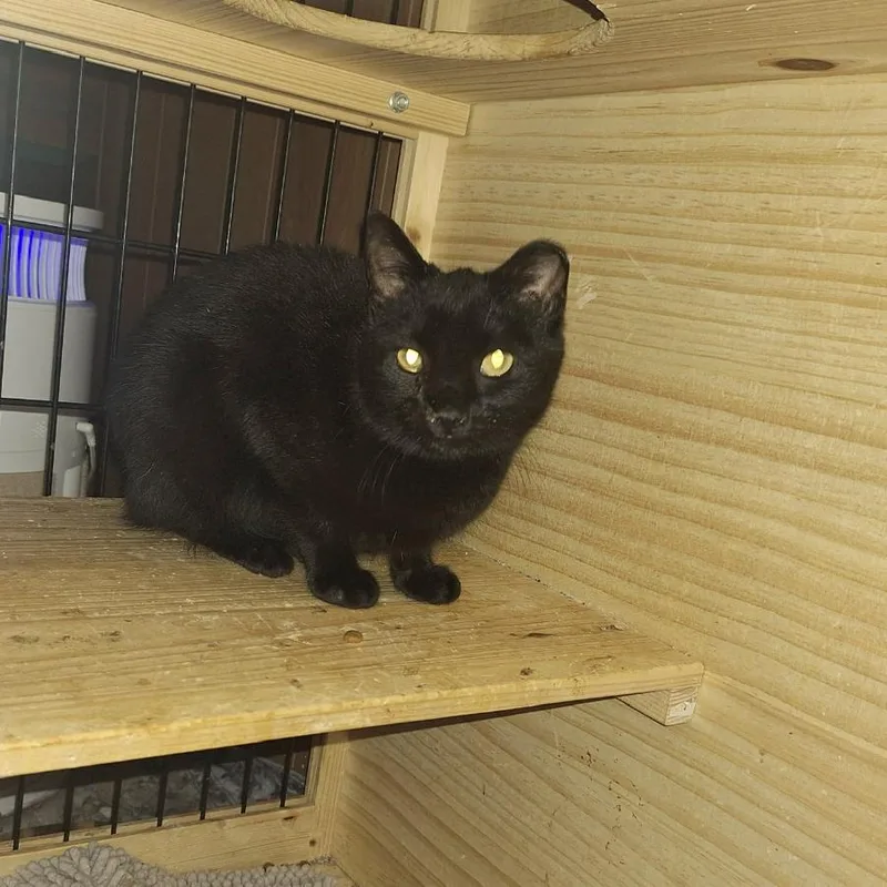 A young medium-sized female Black Domestic Short Hair cat named Anakin for adoption in Eau Claire, WI