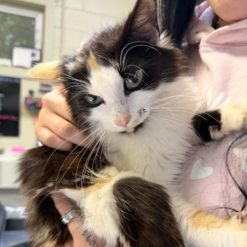 A young small-sized female Calico Domestic Long Hair cat named Ragamuffin for adoption in Columbus, NC