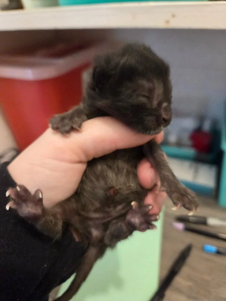A baby medium-sized male Domestic Short Hair cat named Alder for adoption in Johnson City, TN