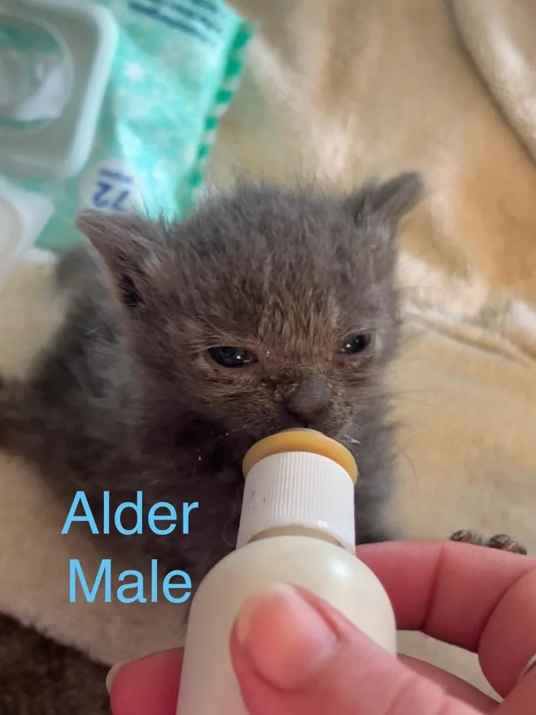 Alder thumbnail 3