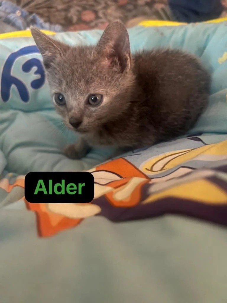 Alder thumbnail 5