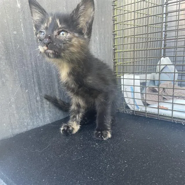 A baby small-sized female Domestic Short Hair cat named Lyla for adoption in San Antonio, TX