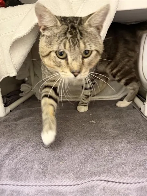 An adult large-sized male Domestic Short Hair cat named Binder for adoption in Omaha, NE