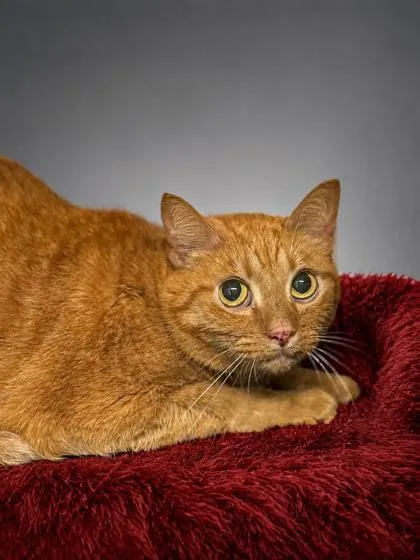Garfield