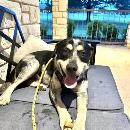 An adult medium-sized male Black Cattle Dog dog named Ringo for adoption in Houston, TX
