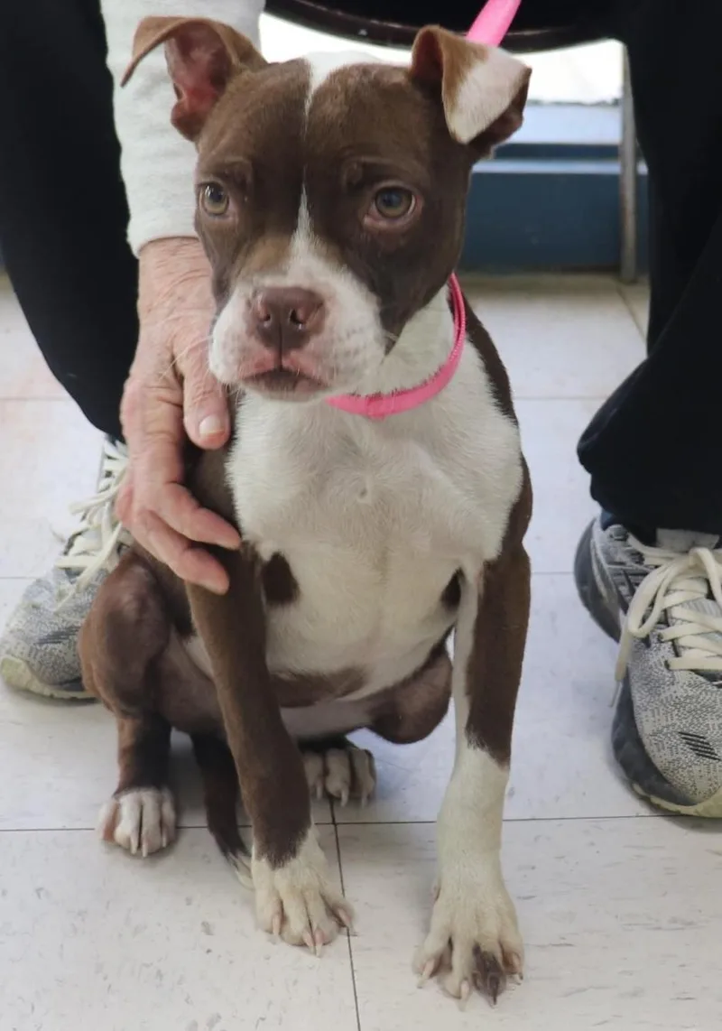 A young medium-sized female Boston Terrier dog named Daisy for adoption in merrillville, IN