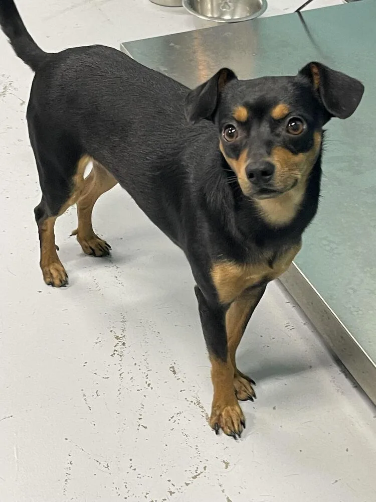 A young small-sized male Brown / Chocolate Chihuahua dog named Tito for adoption in Chattanooga, TN